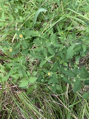 Sida rhombifolia