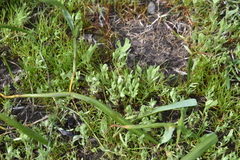 Psilocarphus elatior