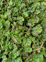Marchantia polymorpha ruderalis