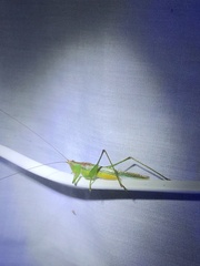 Conocephalus maculatus