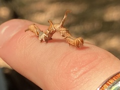 Phyprosopus callitrichoides