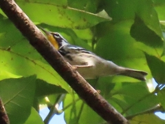 Setophaga dominica
