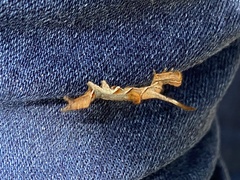 Phyprosopus callitrichoides