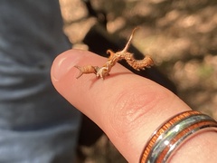 Phyprosopus callitrichoides