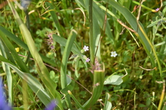 Microsteris gracilis