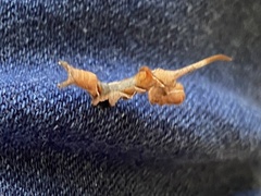 Phyprosopus callitrichoides