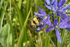 Bombus fervidus