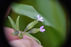 Microsteris gracilis