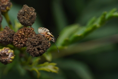 Carpocoris