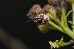 Carpocoris