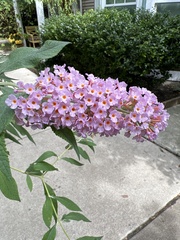Buddleja davidii