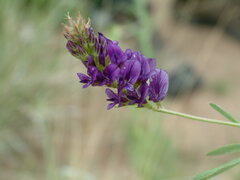 Medicago sativa