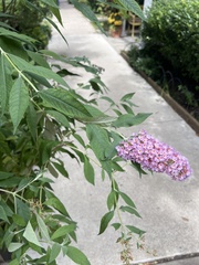 Buddleja davidii