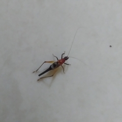 Homoeoxipha lycoides