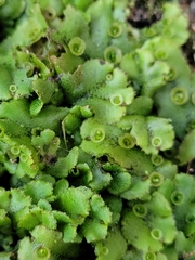 Marchantia polymorpha ruderalis