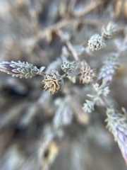 Brickellia nevinii