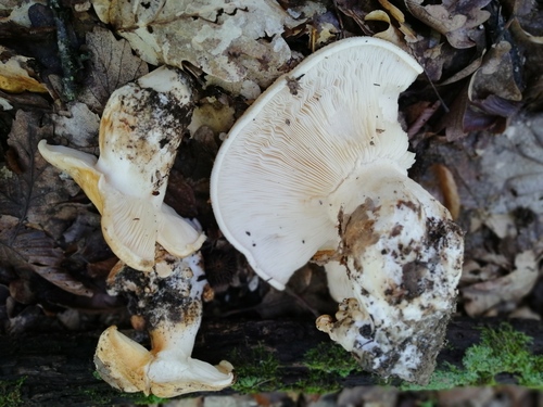 Pogonoloma macrorhizum — no rights reserved