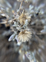 Brickellia nevinii