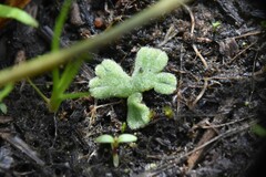 Riccia beyrichiana