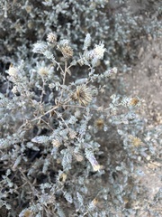 Brickellia nevinii