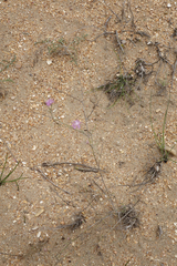Centaurea arenaria
