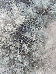 Brickellia nevinii