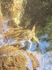 Lethocerus americanus