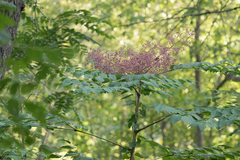 Aralia elata
