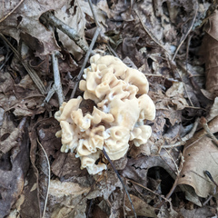 Sparassis spathulata