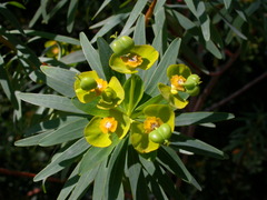 Euphorbia dendroides