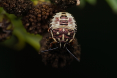 Carpocoris