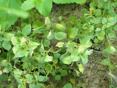 Puccinia arenariae