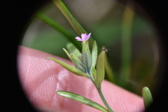 Microsteris gracilis