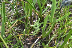 Microsteris gracilis