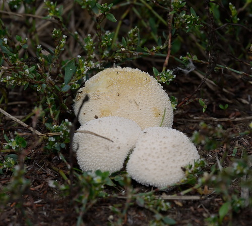 Pievinis pumpotaukšlis nuotrauka