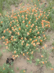 Sphaeralcea coccinea