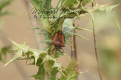 Carpocoris mediterraneus