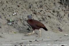 Chestnut Rail photo 3