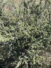 Condalia ericoides