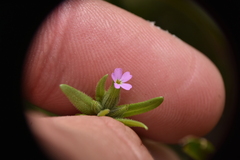 Microsteris gracilis