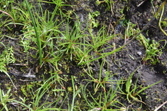 Juncus