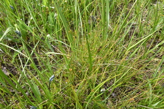 Juncus