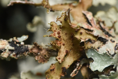 Tremella cetrariicola