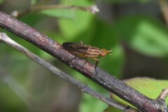 Tetanocera