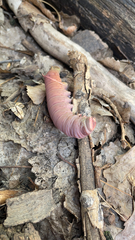 Sphingidae
