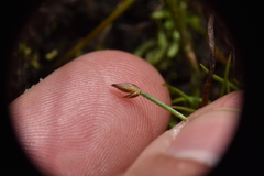Juncus