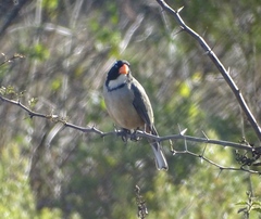 Saltator aurantiirostris