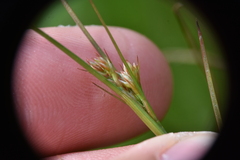 Juncus