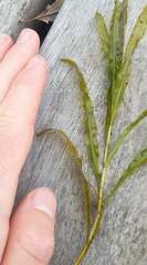 Potamogeton alpinus
