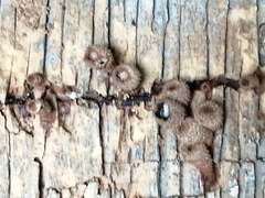 Cyathus stercoreus
